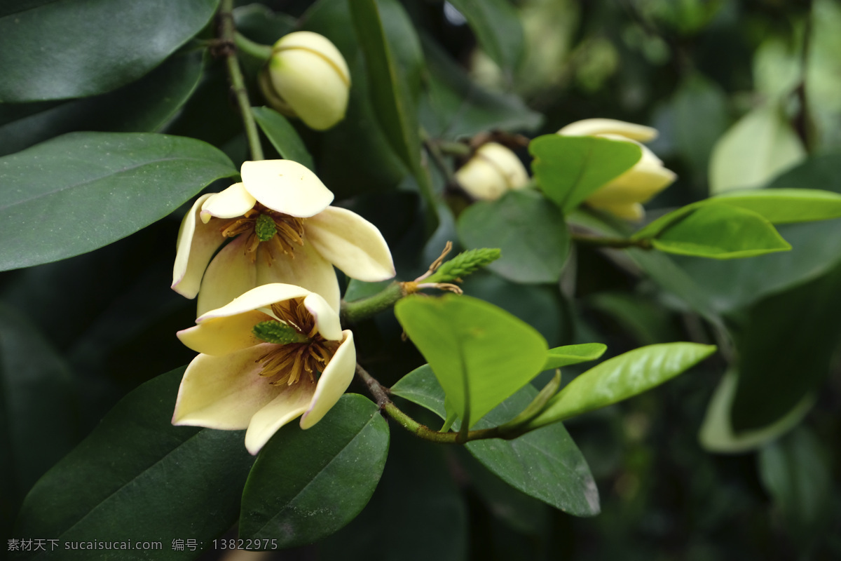 香蕉花 含笑 芳香花木 白兰花 唐黄心树 观赏花 香花 园林植物 生物世界 花草