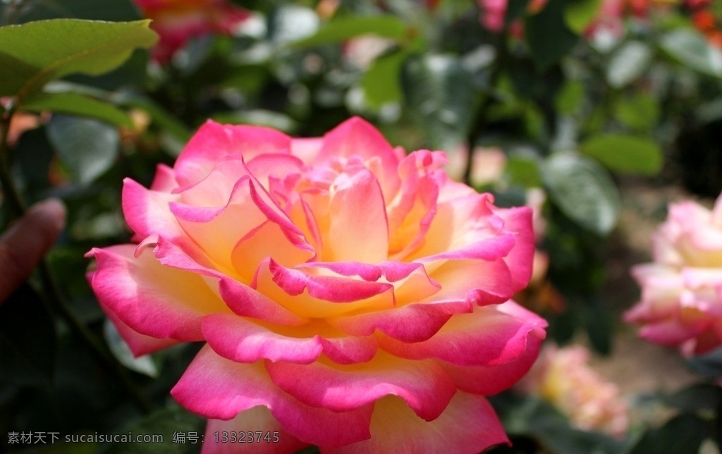玫瑰花 玫瑰 花朵 花瓣 色彩艳丽 开放 绿叶 玫瑰之约 花草 生物世界