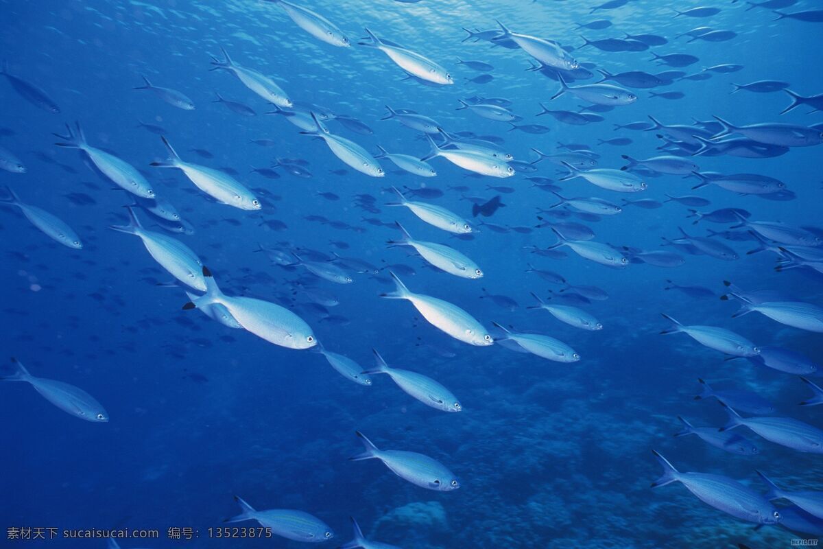 海底鱼群 海洋 鱼 鱼群 海底世界 海底生物 珊瑚 海洋生物 生物世界