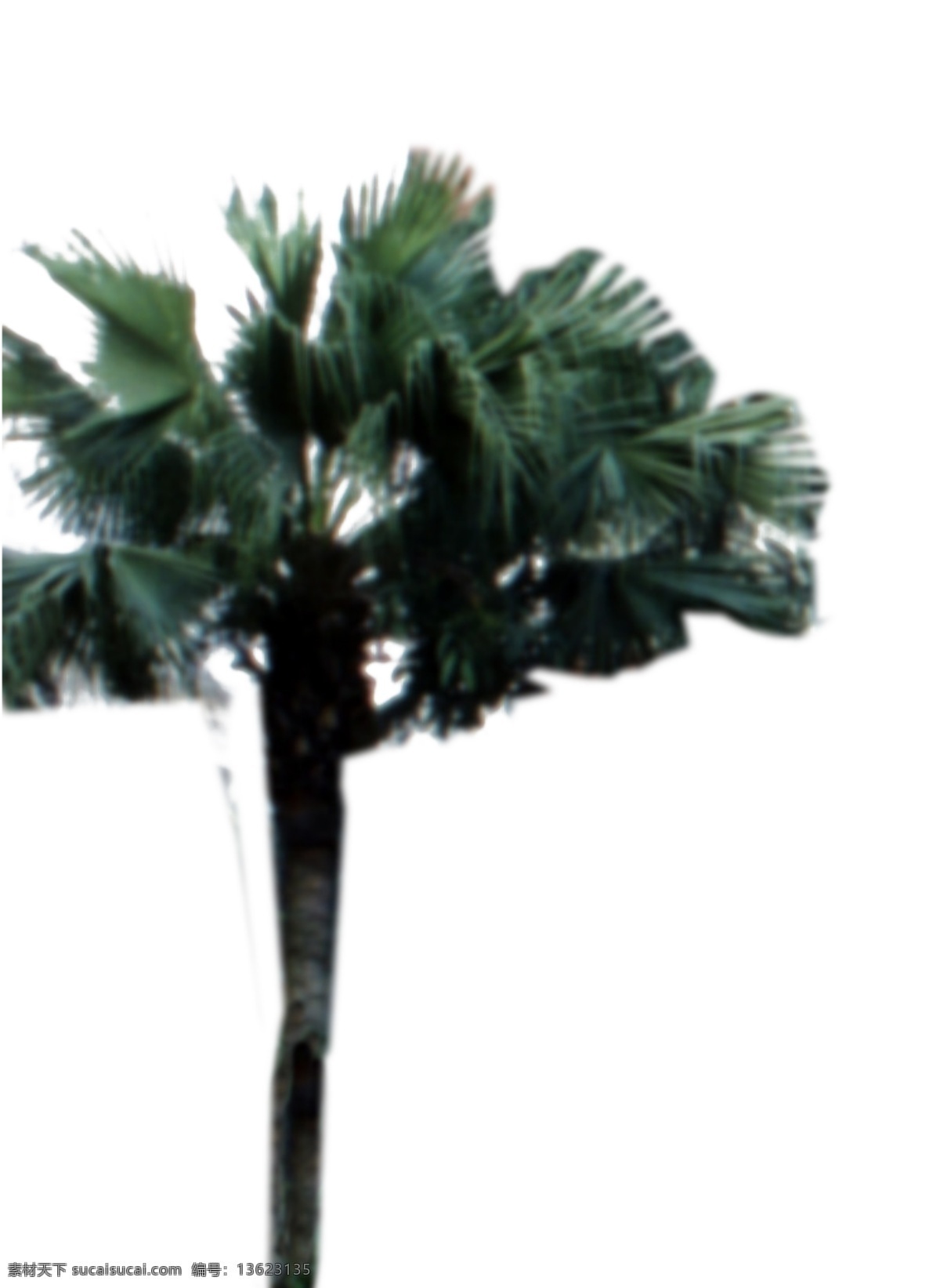 棕榈 椰树 植物 园林植物 棕榈椰树 配景素材 园林 建筑装饰 设计素材 3d模型素材 室内场景模型