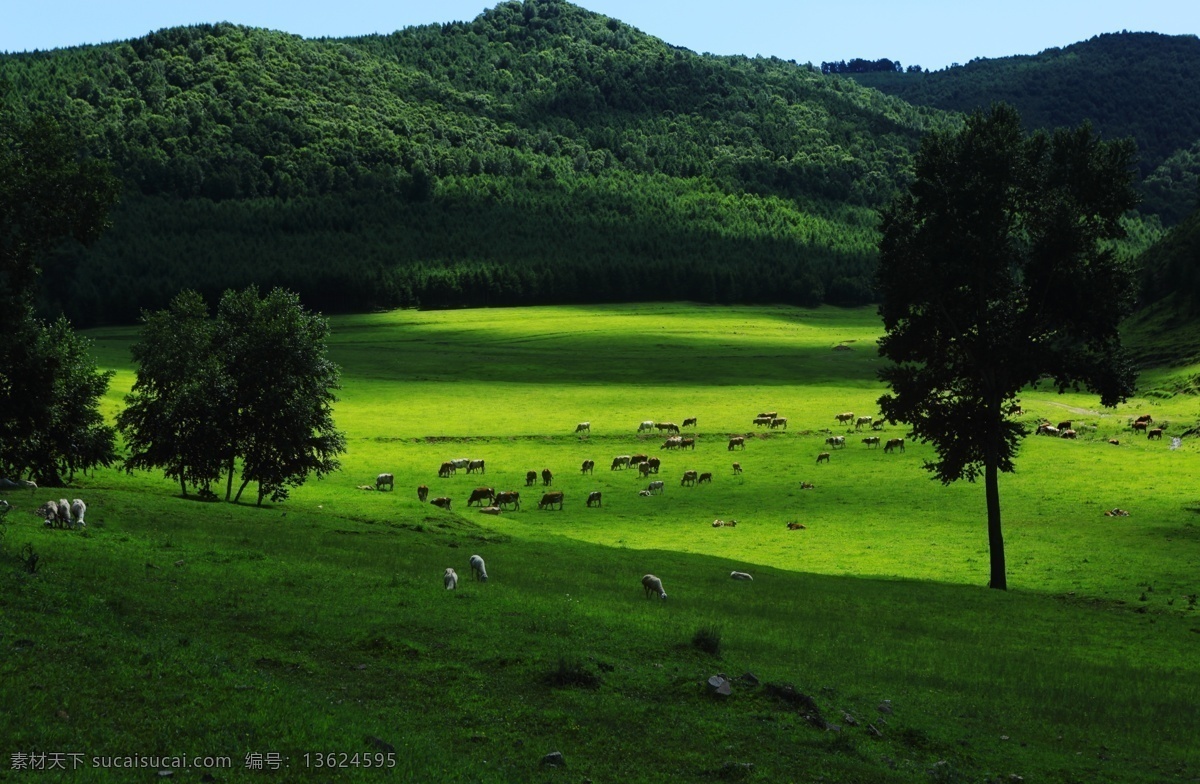 夏季风光 夏天 绿色 风景 牛羊 山水 自然景观 山水风景