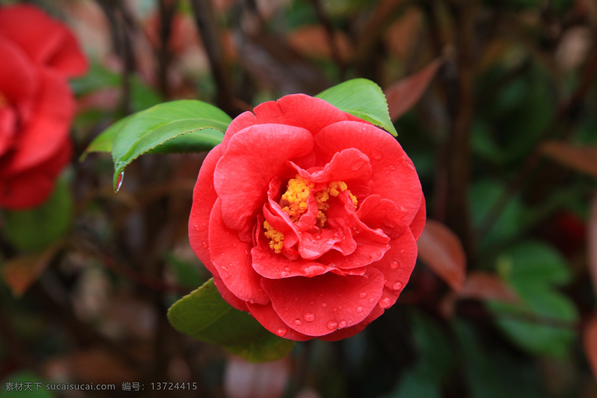 茶花 红花 花 木本植物 山茶花 生物世界 花草