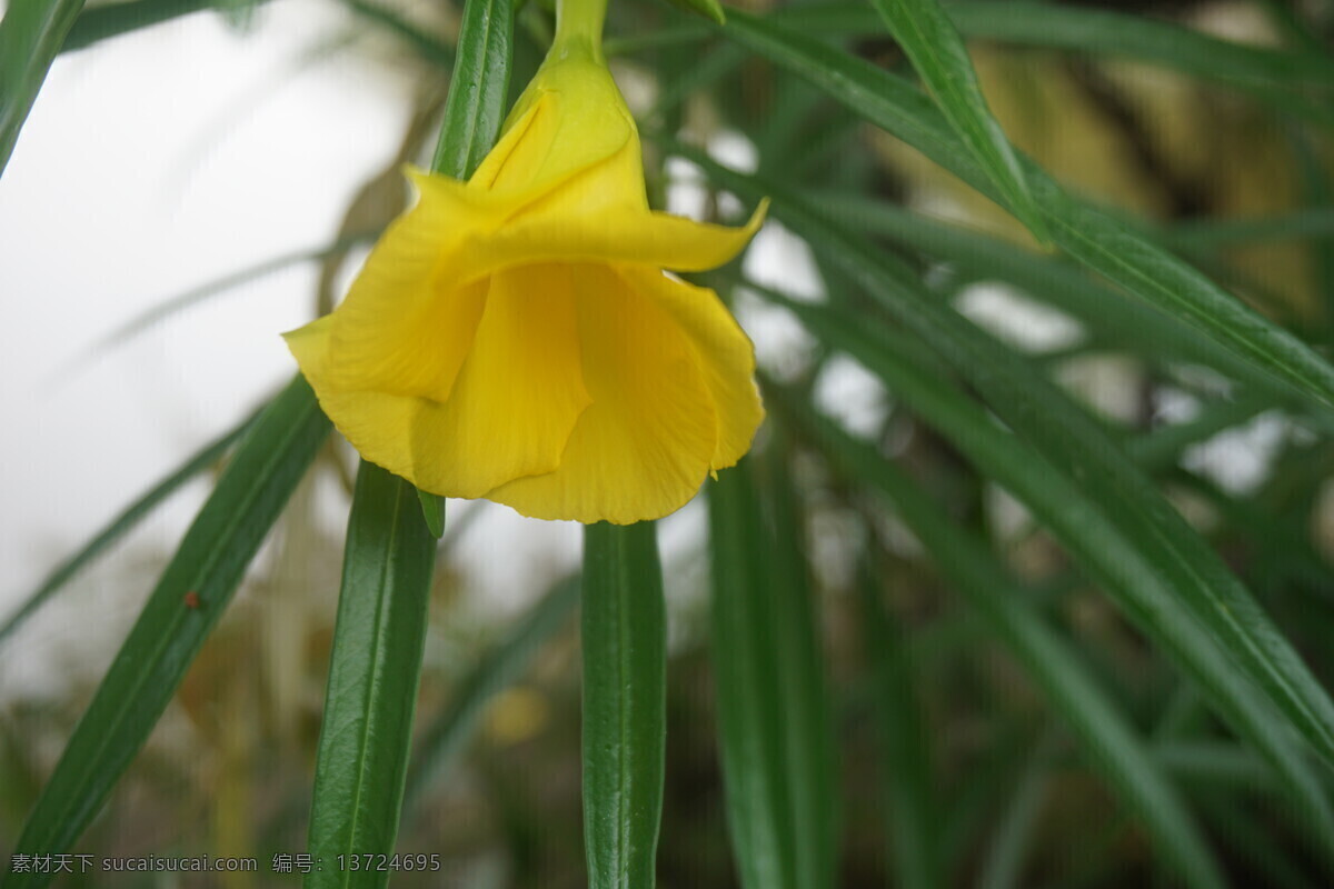 黄花夹竹桃 黄色花 夹竹桃 花卉 绿叶 植物 树木 花草树木 生物世界 花草