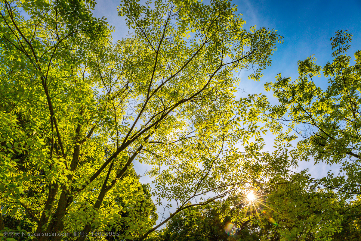 树 绿树 蓝天 阳光 绿叶 树叶 自然景观 自然风景