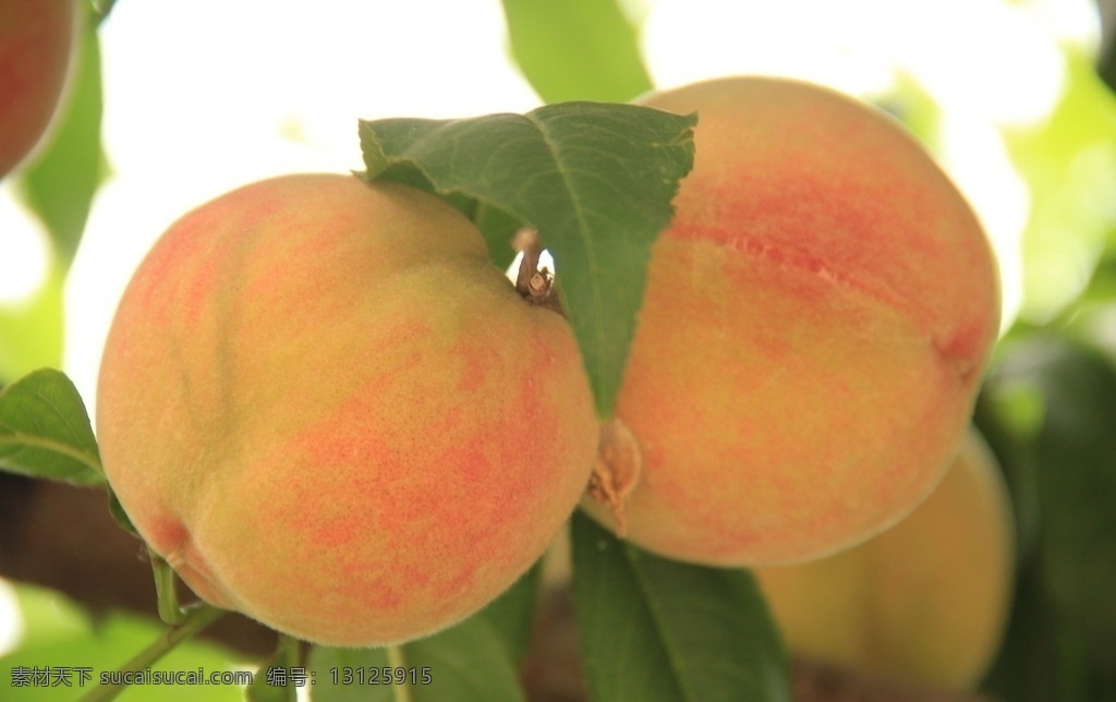 桃园 河南 卫辉 万亩 桃子 桃树 卫辉万亩桃园 水果 生物世界