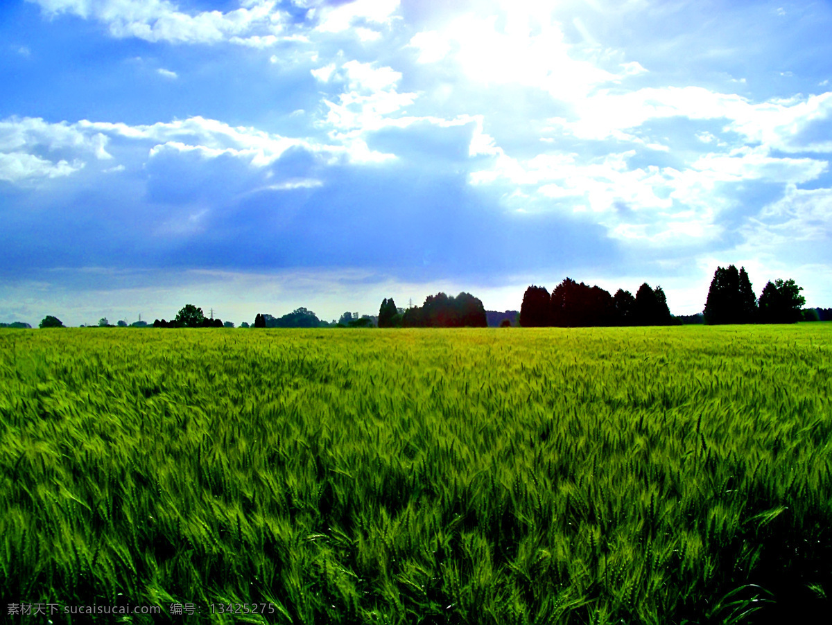 绿色麦田 风光摄影图片 田园风光 麦田景色 麦田 麦地 麦子 小麦 麦穗 蓝天白云 麦田风光 美丽风光 美丽风景 风光图片 自然景观