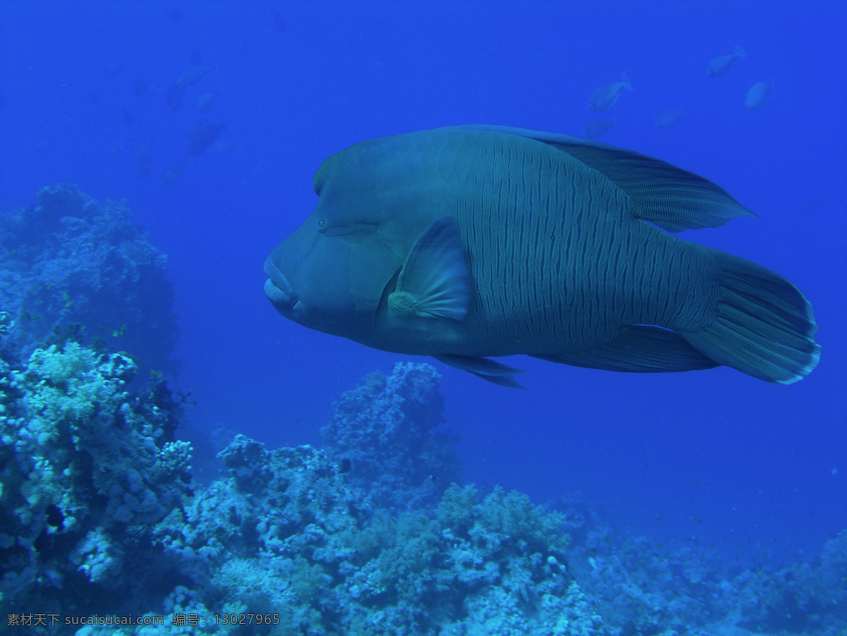 深海 小鱼 海底 海洋 生物世界 鱼类 深海小鱼 观赏鱼