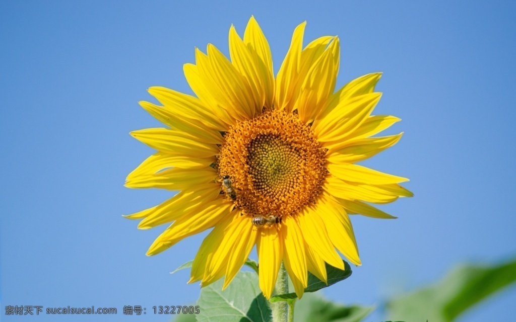 向日葵图片 花海 花藤 门花 花海田 凤凰花海 花朵 瓣 向日葵花 金黄向日葵 黄色向日葵 高清向日葵 太阳花 葵花 向日葵特写 向日葵局部 部分 捧花 桌花 园艺 园林 花卉 花儿 金黄色 插花 花艺 盆景 盆栽 葵花籽海报 葵花籽背景 盛放 绽放 乐观 高清 花 背景 壁纸 桌面 太阳 葵花籽 花籽 生物世界 花草