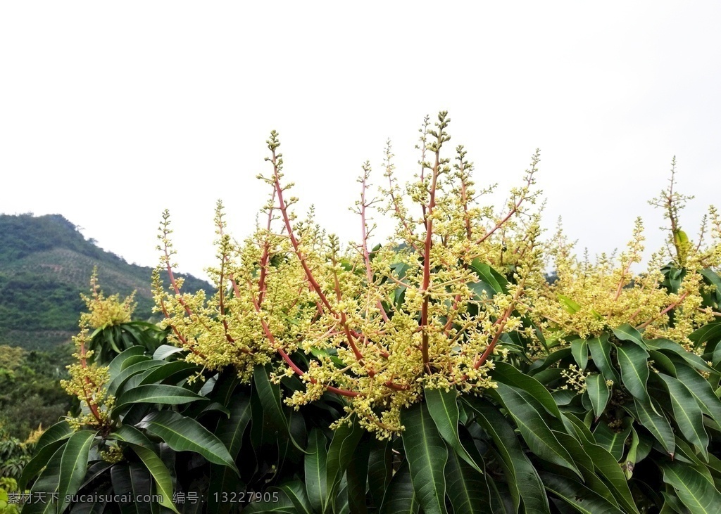 芒果花图片 芒果花 芒果果园 花 芒果花期 芒果花期图片
