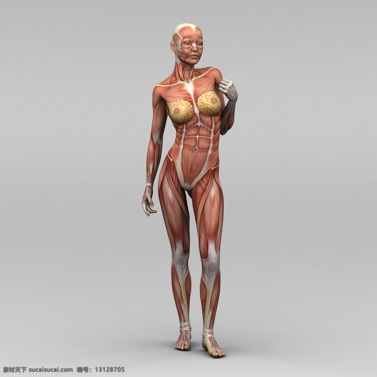 女性人体 人体肌肉 肌肉 人体结构 人体解刨 西医 医院 人体构造 皮下肌肉 医学 人体工学 女性肌肉 女性器官 肌肉分布 肌肉结构 人体研究 生命科技 立体人体 三维人体 人物图库 其他人物