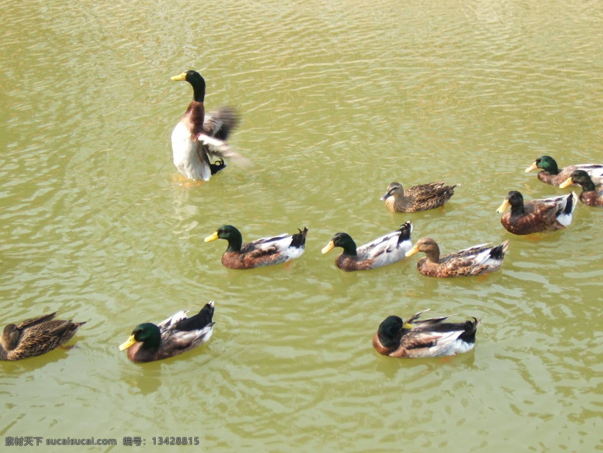 独秀 波纹 翅膀 家禽家畜 生物世界 鸭子 psd源文件