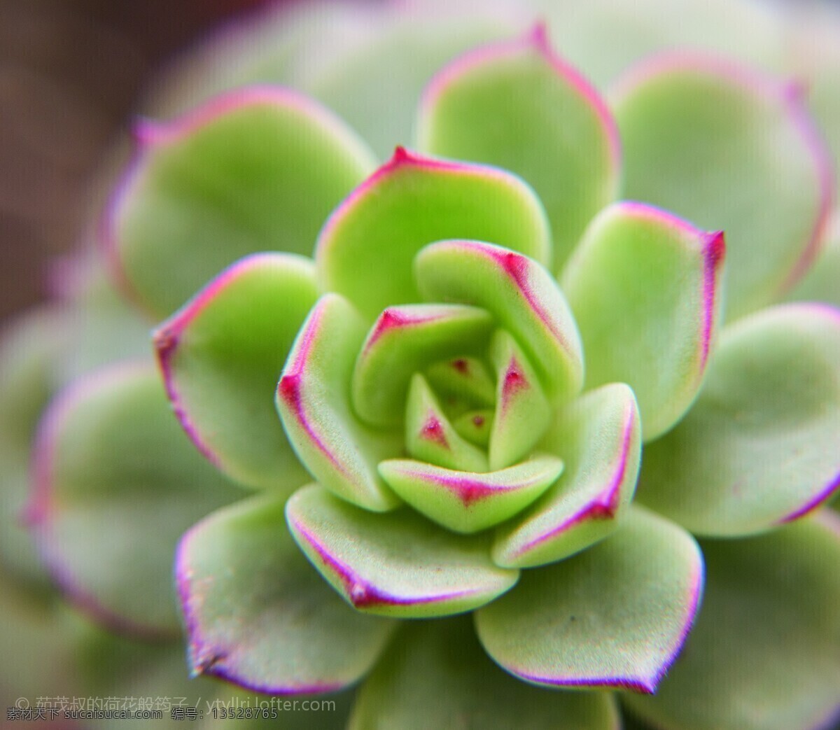 多肉植物 多肉 植物 花月夜 肉肉 花 生物世界 花草 绿色