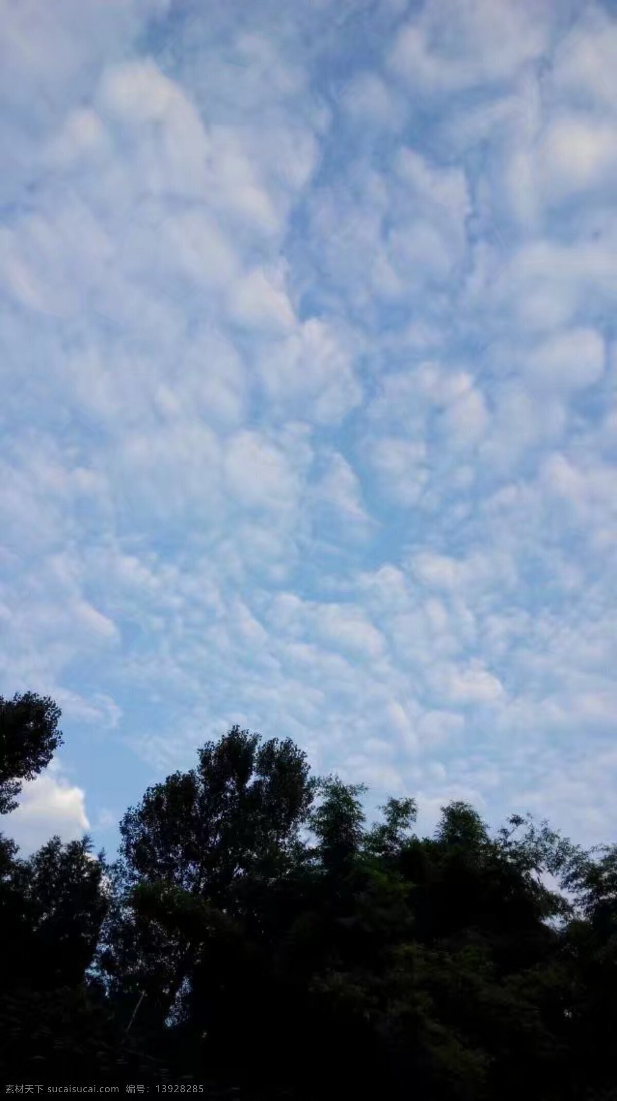 天空云朵 天空 云朵 棉花 森林 拍摄 云飘万里 瓦形云 旅游摄影 国内旅游