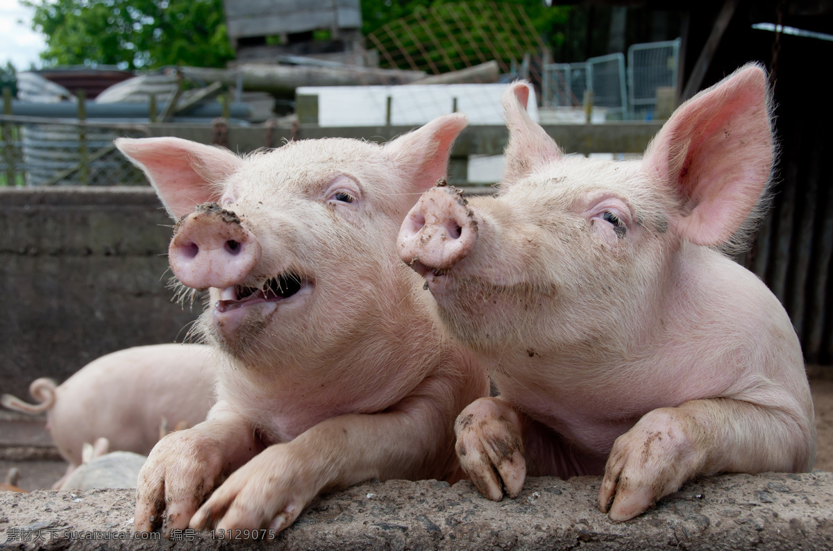 猪圈里的小猪 猪圈 小猪 家畜动物 养猪场 陆地动物 生物世界 黑色