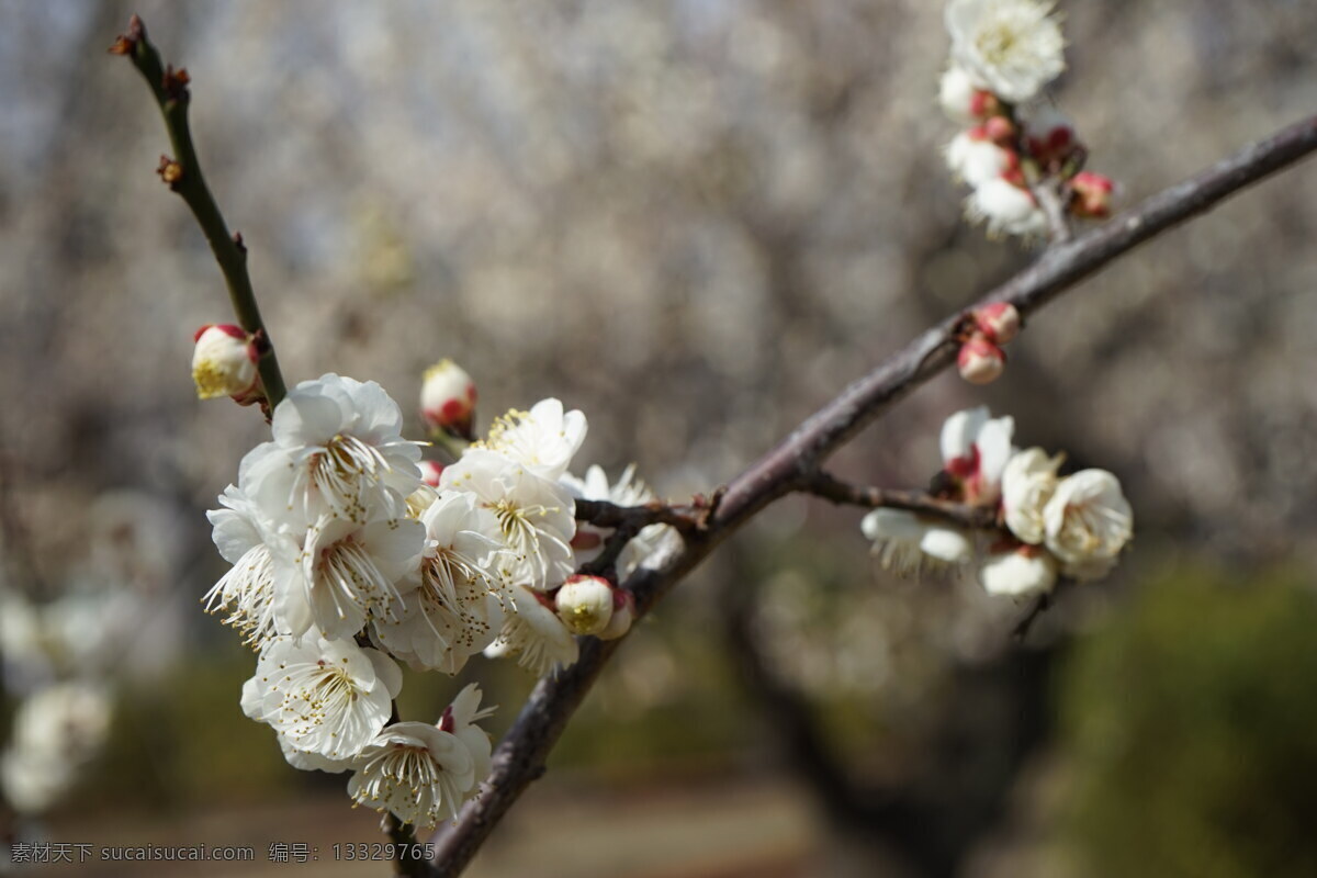 春天白梅花 梅花图片 白色梅花 白梅花 白色花朵 梅花 白花