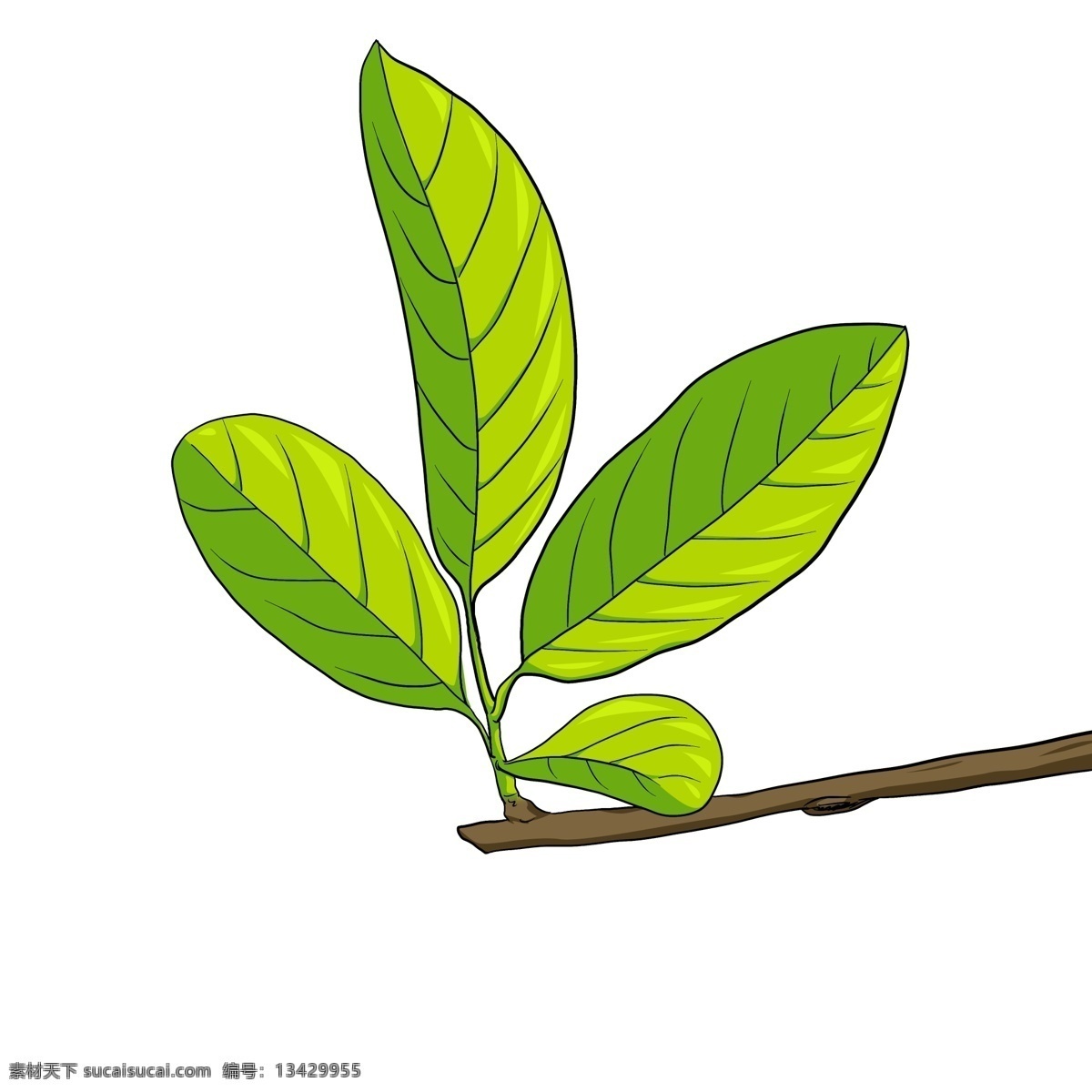 手绘 绿叶 商用 手绘绿叶 手绘风绿叶 树枝 树叶 植物 手绘植物 装饰图案 绿叶素材