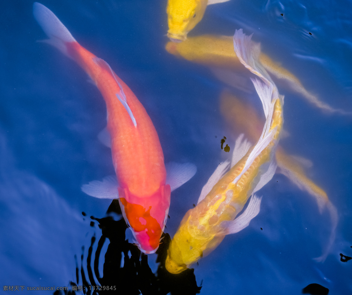 锦鲤 成双入对 池塘 自由 游鱼 戏水 情侣 背景 构图 自然 观赏鱼 生物世界 鱼类