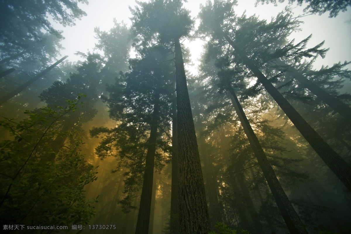 森林摄影 茂密森林 唯美森林 森林图片 森林素材 森林背景 桌面背景 自然风光 树林 茂密树林 植物 树木 自然景观