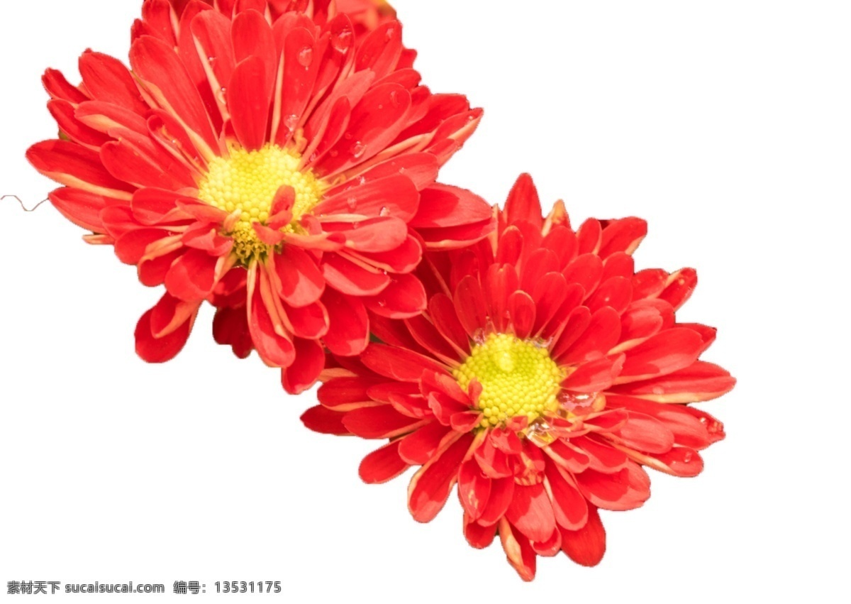 朵 美丽 大 红花 花朵 实物 美丽植物 迷人 绿色植物 婀娜多姿 姿态柔和 清翠 美观大方 红花绿叶