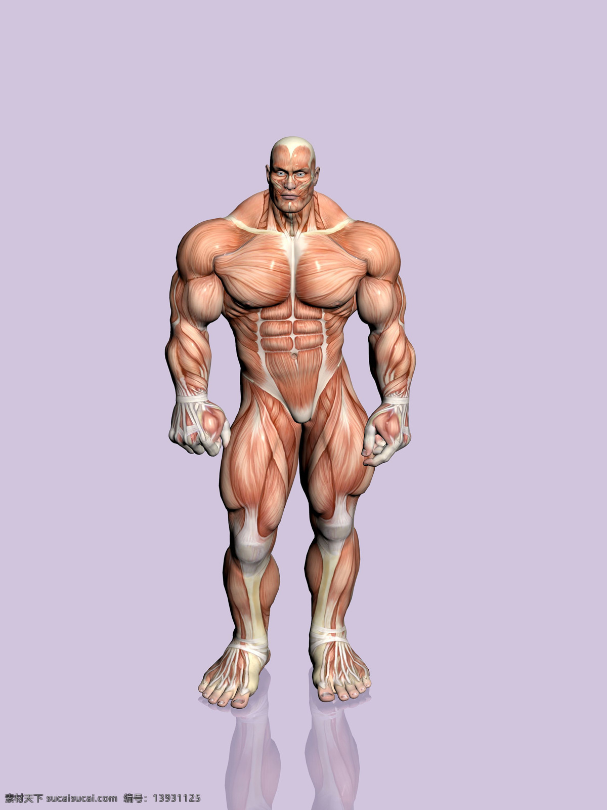 肌肉大力士 肌肉男 胸肌 人体结构 强壮 解剖图 人体肌肉 人物图库