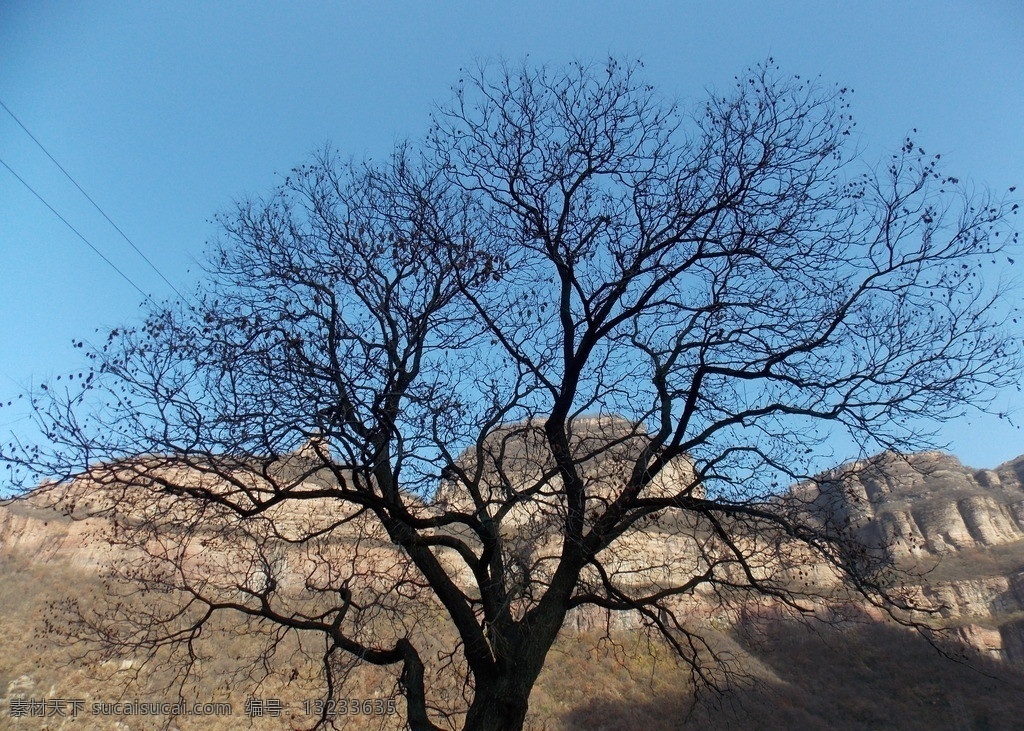 太行古树 太行山 太行大峡谷 林虑山 天平山 主峰 树木树叶 生物世界