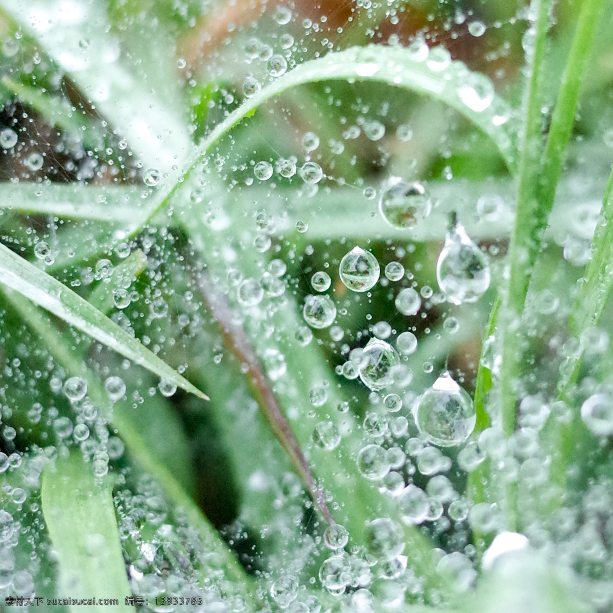 绿 草 晨露 花草 露珠 绿草 生物世界 水滴 水珠 叶子 绿草晨露 psd源文件