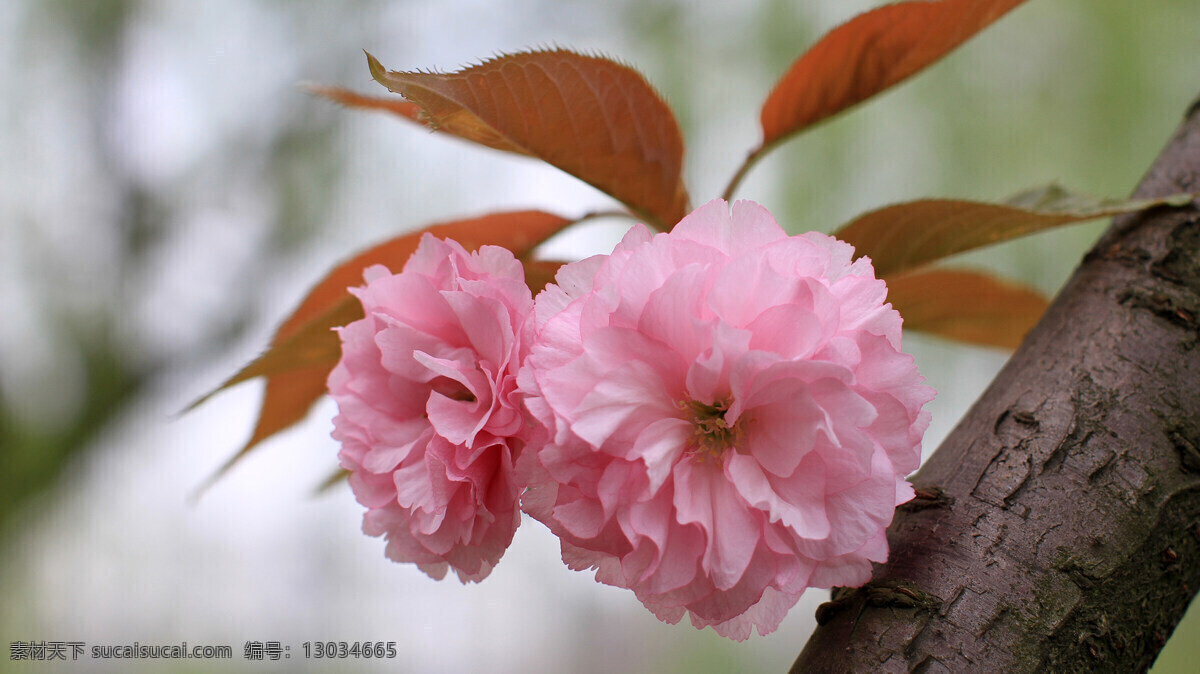 樱花 烂漫 春天 花草 花朵 美图 生物世界 鲜花 樱花烂漫 psd源文件