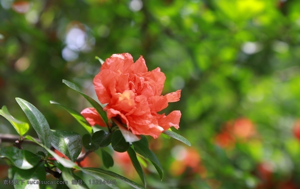 石榴花 夏季 汉中 古汉台 玫红 花草 生物世界