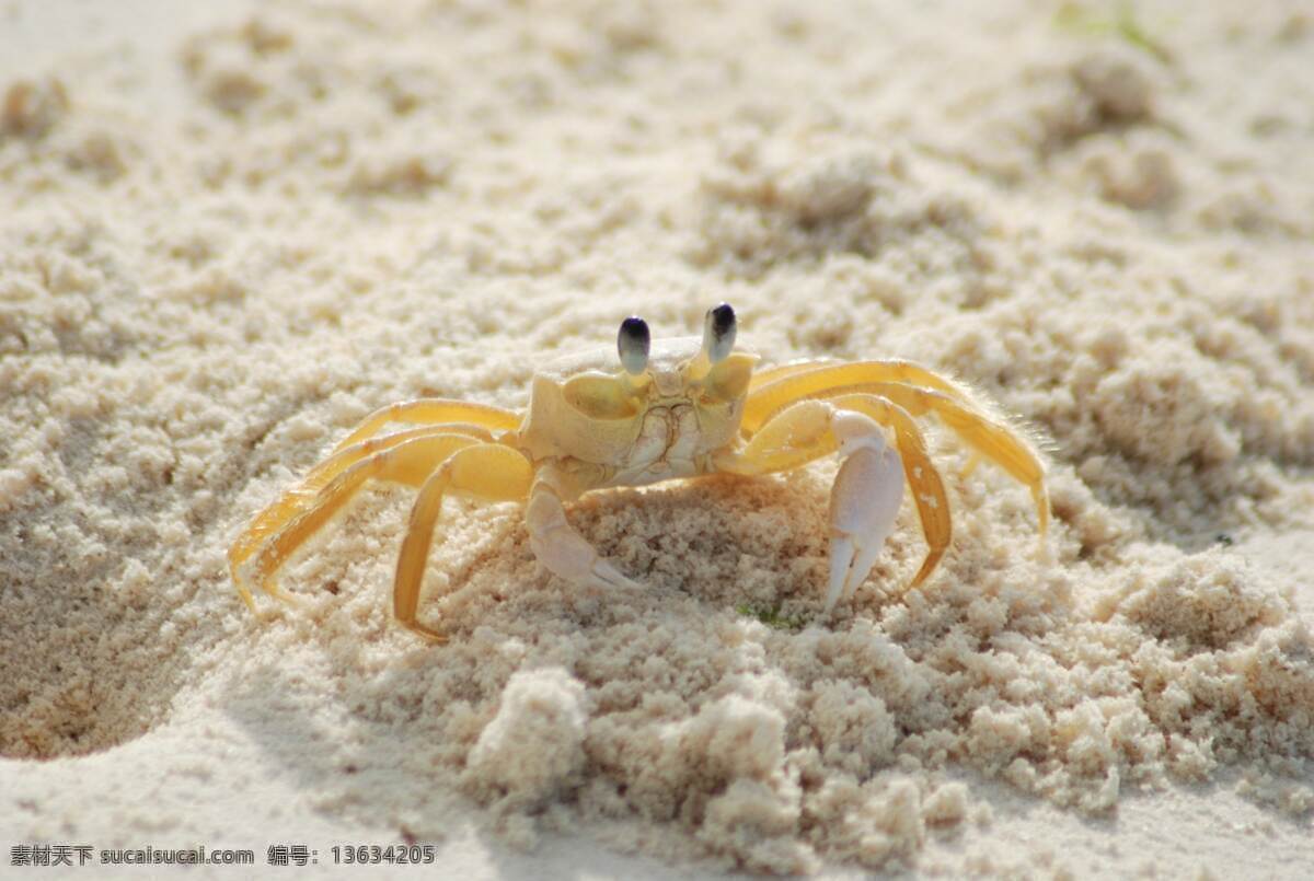 螃蟹 虾蟹 海鲜 水产品 海产品 生物世界 海洋生物