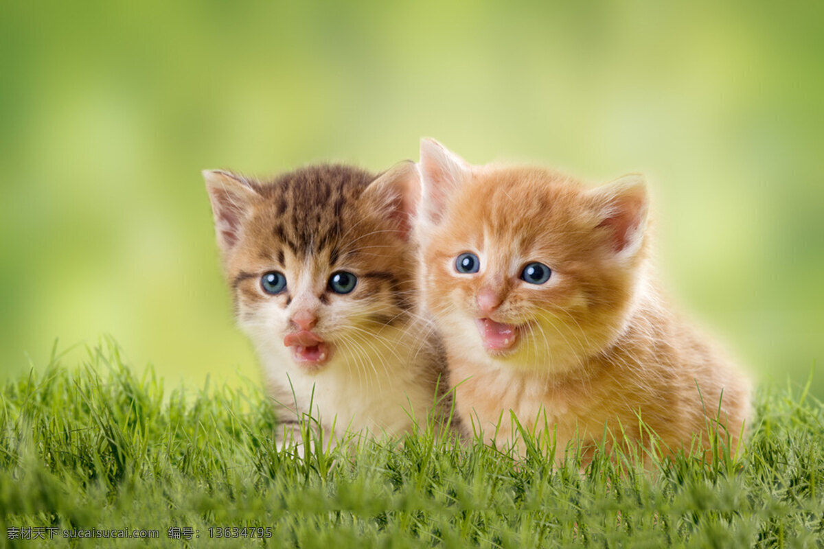 小猫 猫咪 高冷 猫眼 胡须 猫 生物世界 家禽家畜