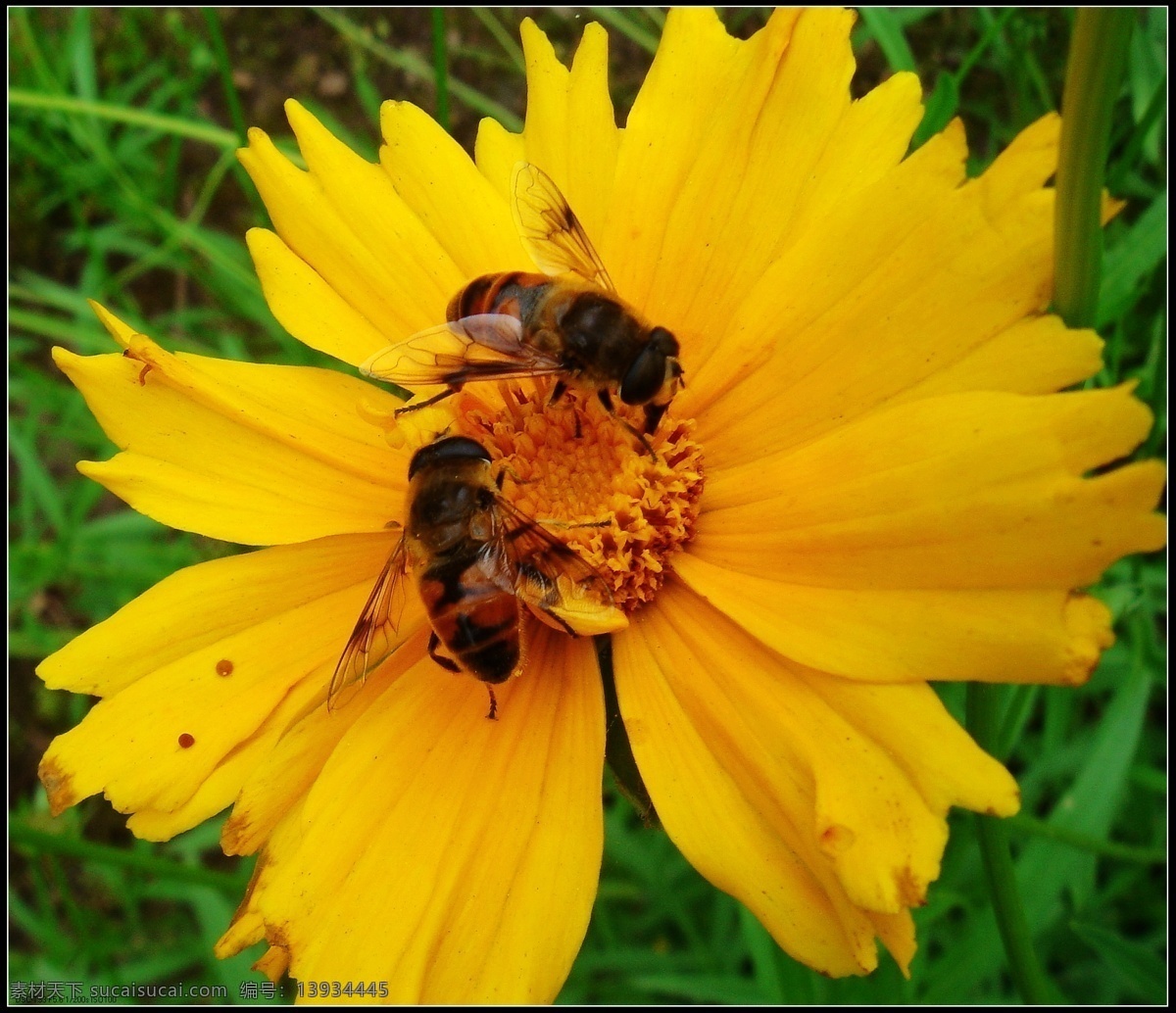 蜜蜂采花 蜜蜂 黄花 绿草 野葵花 绿叶 苍海 笑 微 距 小品 昆虫 生物世界
