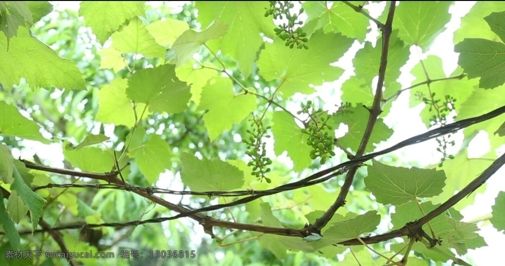 盛夏 葡萄 未 成熟 未成熟 绿色 夏日 2015 自然景观 多媒体 实拍视频 动物植物 mov