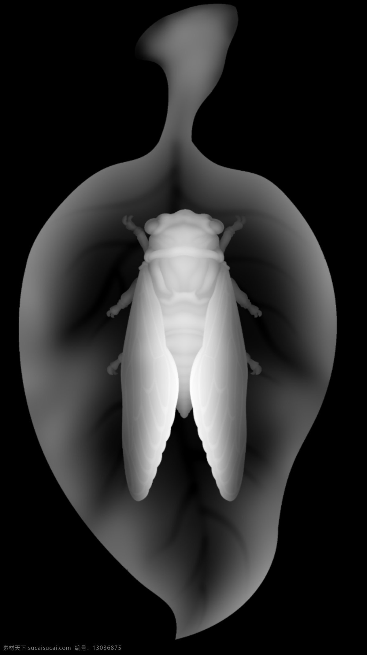 知了 树叶 bmp 精雕 灰度图 文化艺术