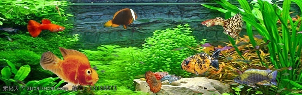 水族馆 观赏鱼 海报 金鱼 孔雀鱼 水草 水底 淡水鱼 广告 招贴 广告设计模板 源文件