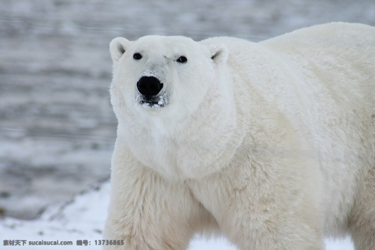 白色 北极熊 高清 北极 雪地 白雪 积雪 大熊