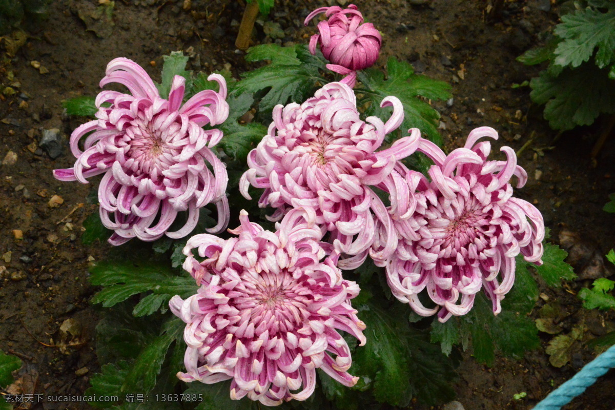菊花 秋菊 园艺 花卉素材 寿客 金英 黄华 陶菊 花卉 花儿 花草 花朵 花瓣 花蕊 绿化景观 草本植物 菊菊花 生物世界