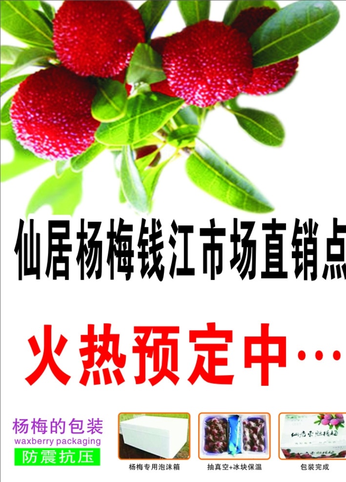 杨梅 仙居杨梅 火热预定中 展板 包装方法 白底