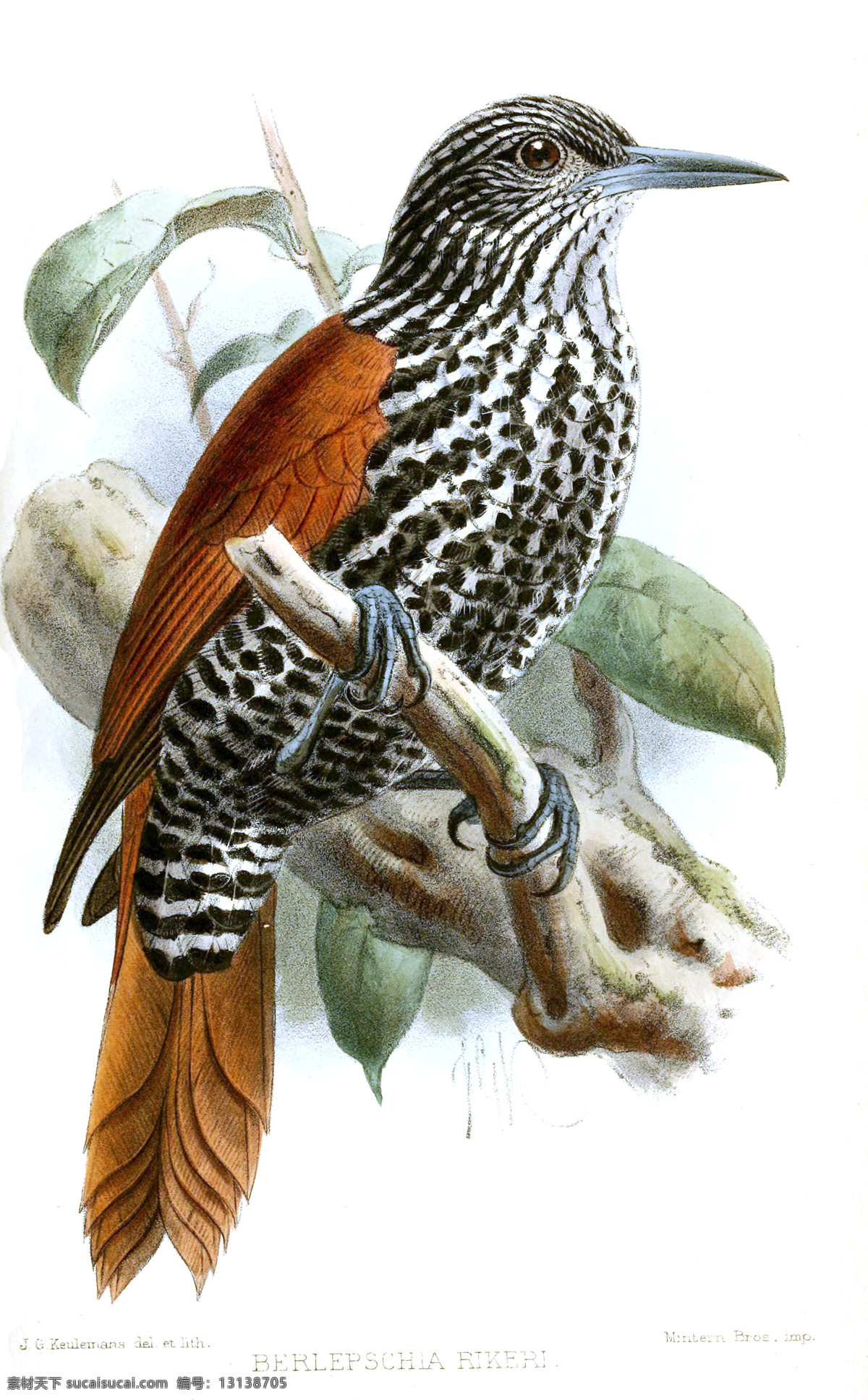 鸟类 花鸟 小鸟 鸟儿 鸟 写意花鸟 时尚花鸟 鸟类素材 复古鸟类 花鸟临摹设计 鸟类插画 花鸟装饰画 花鸟喷绘 花鸟素材 花鸟手绘 鸟类图谱 文化艺术 绘画书法