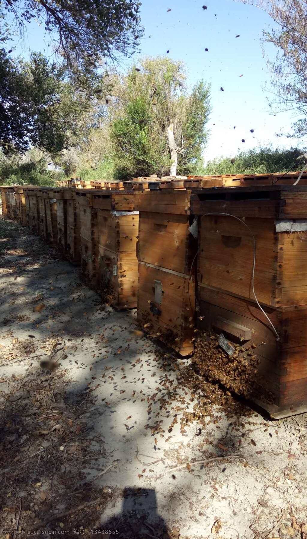 蜂箱 养蜂场 蜜蜂箱 蜂蜜箱 生物世界 昆虫