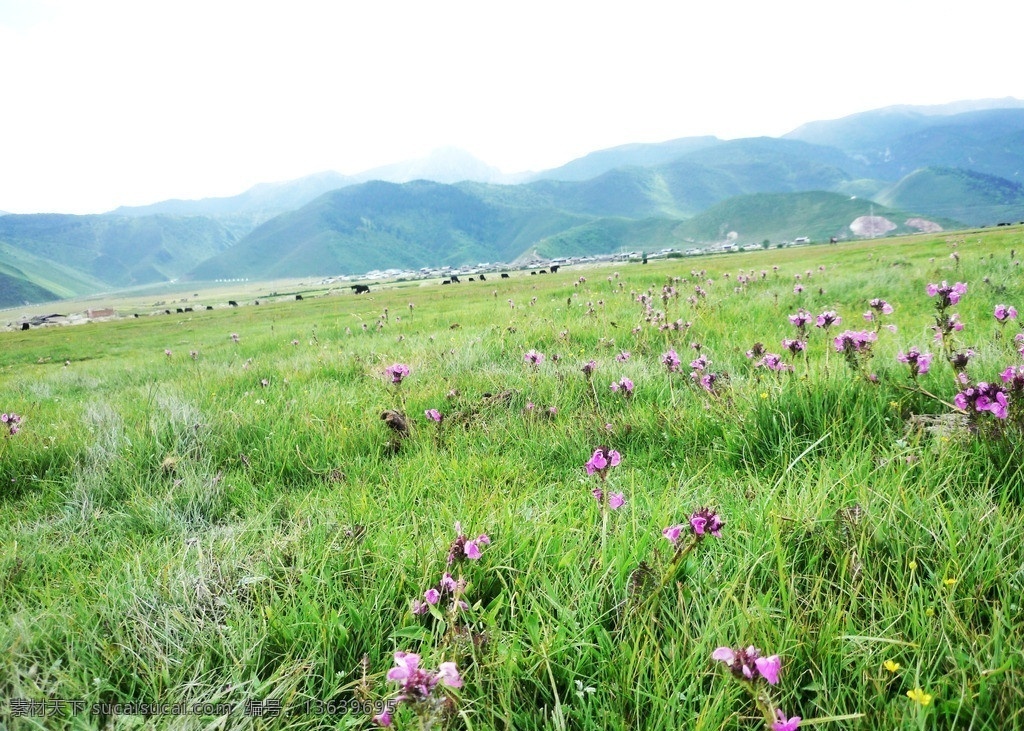 大草原上的花 西藏 香格里拉 纳帕海 圣湖湿地 绿地 山水天 紫色小花 自然风景 自然景观