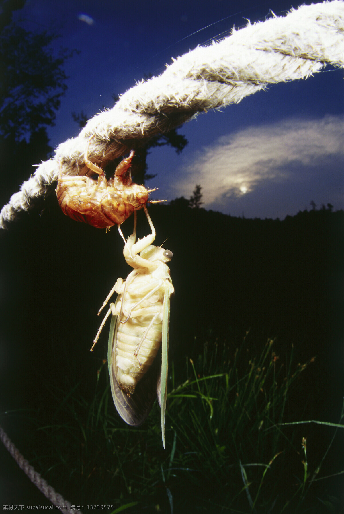 金蝉脱壳 知了 蝉 昆虫 动物世界 昆虫世界 生物世界