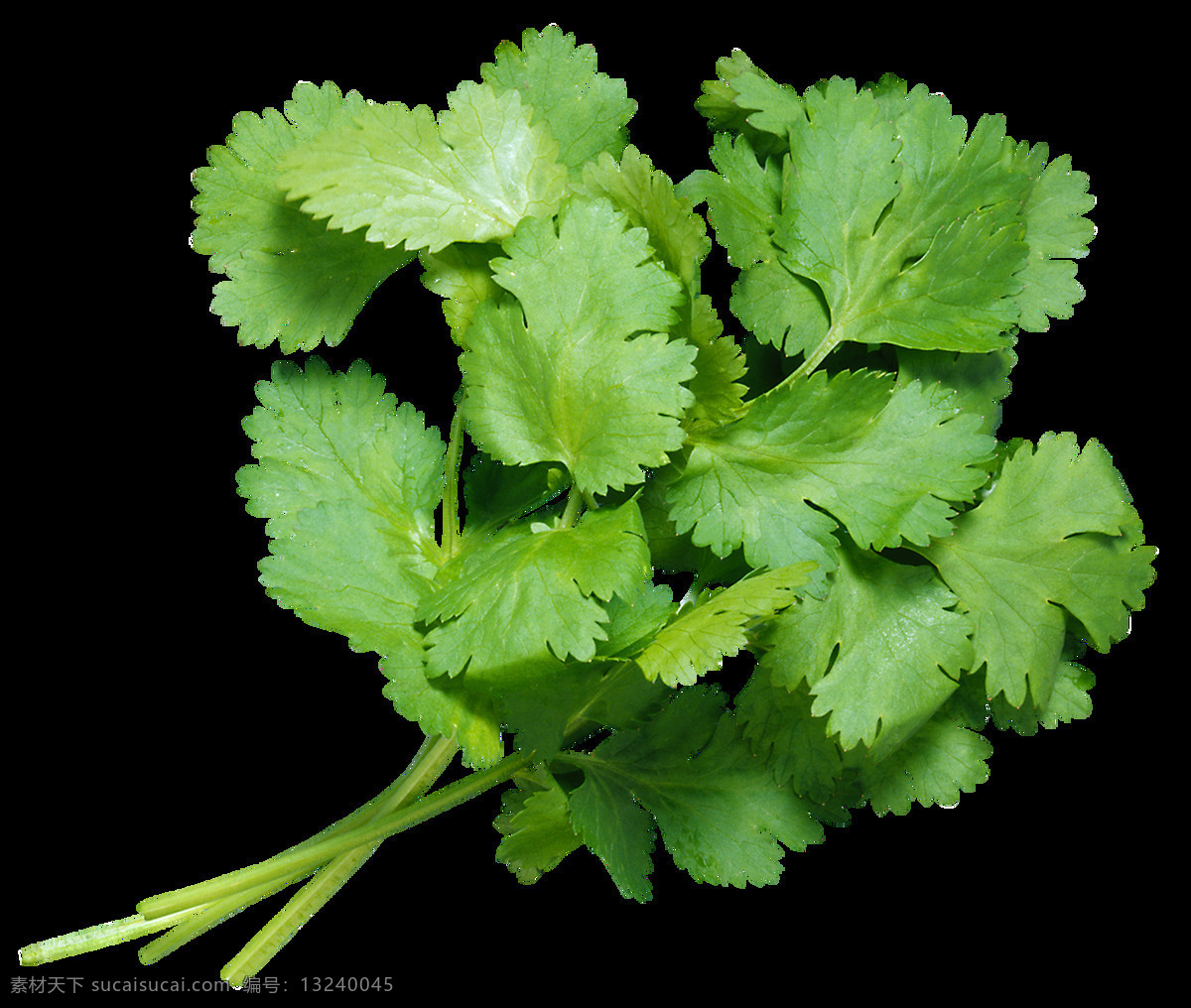 新鲜 香菜 透明 绿色 绿叶 免扣素材 食物 透明素材 植物 装饰图片