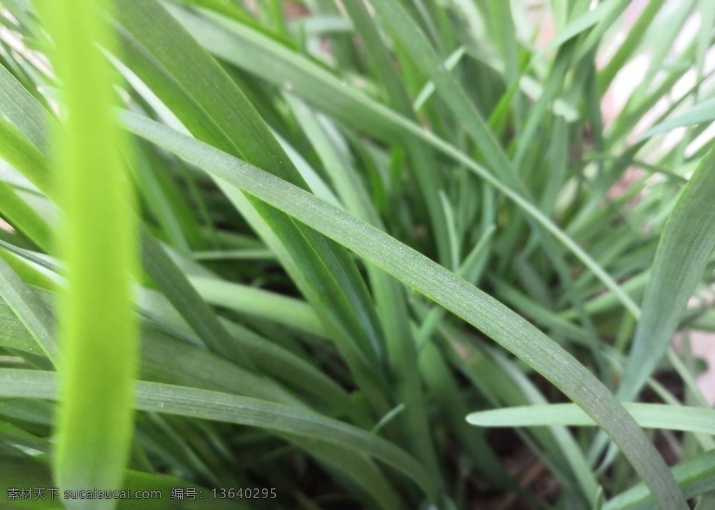 绿色韭菜 绿色 黄色 黑色 韭菜 蔬菜 有机 植物 风景 春天 植物花草 生物世界