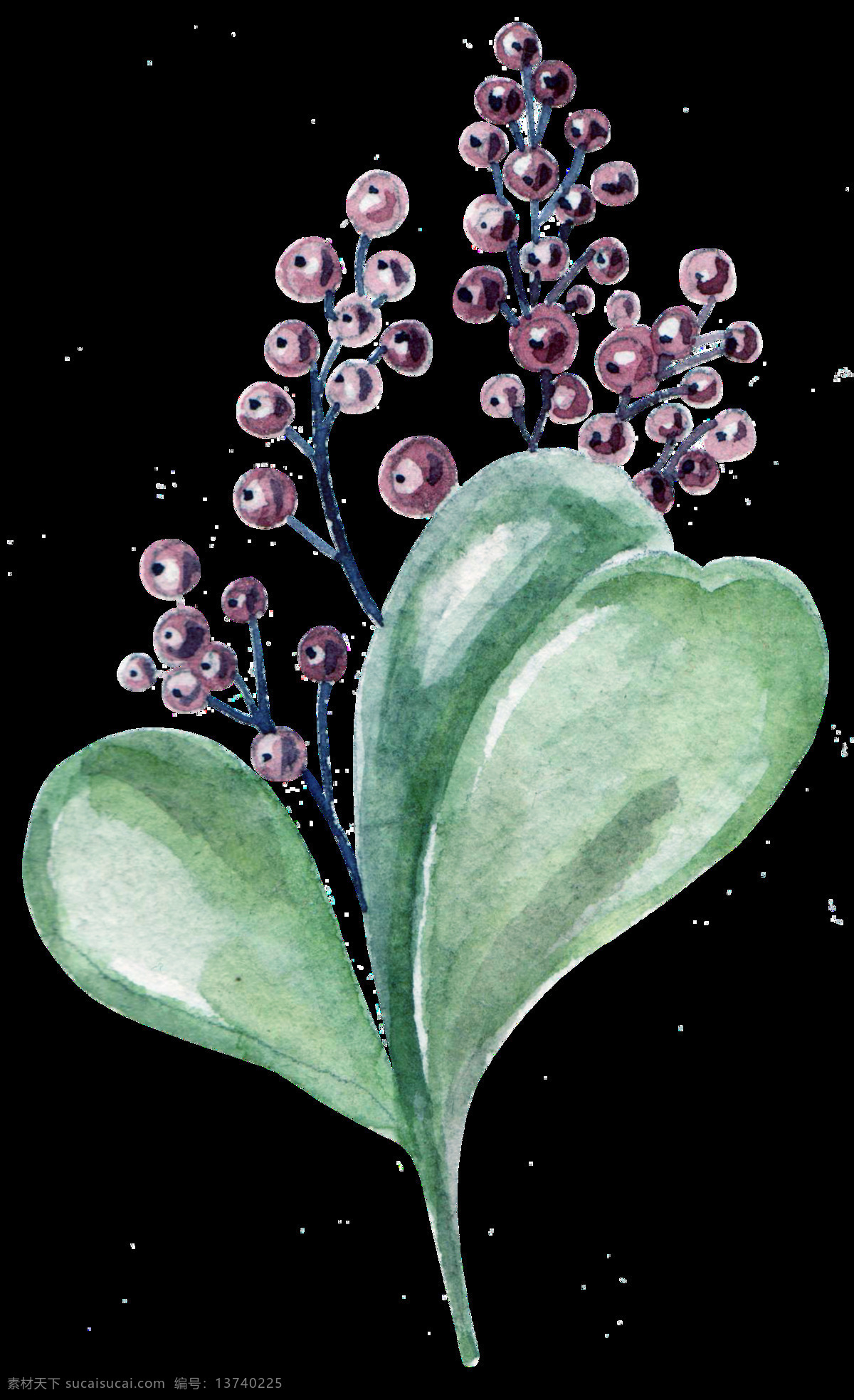 多肉 绿色 免扣素材 手绘 水彩 透明素材 植物 装饰图案 棕色 野果 透明