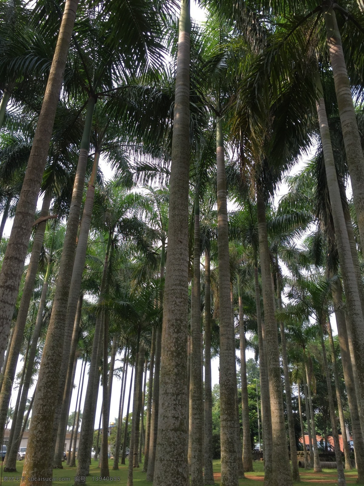 椰林 海南 椰树 树林 天空 草地 三亚 生物世界 树木树叶