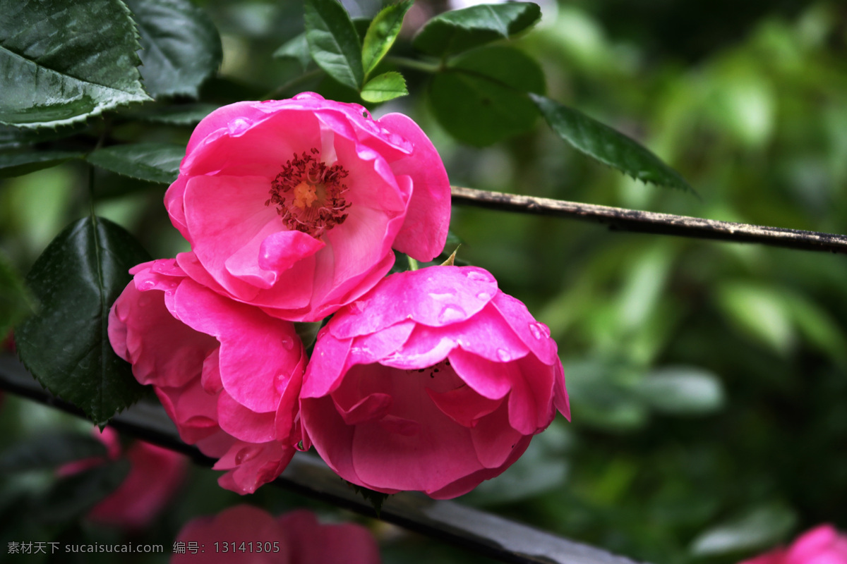 蔷薇花 红花 花丛 花儿 一团团 一丛丛 植物 园林 蔷薇 生物世界 花草
