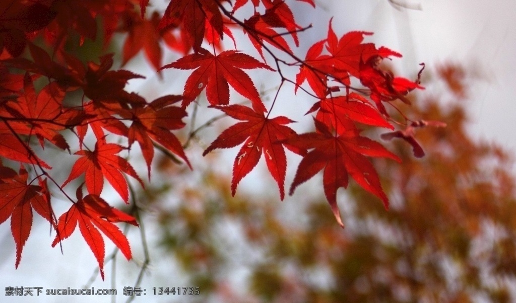 唯美秋季枫叶 唯美 秋季 枫叶 秋天 秋日 风景 生物世界 树木树叶