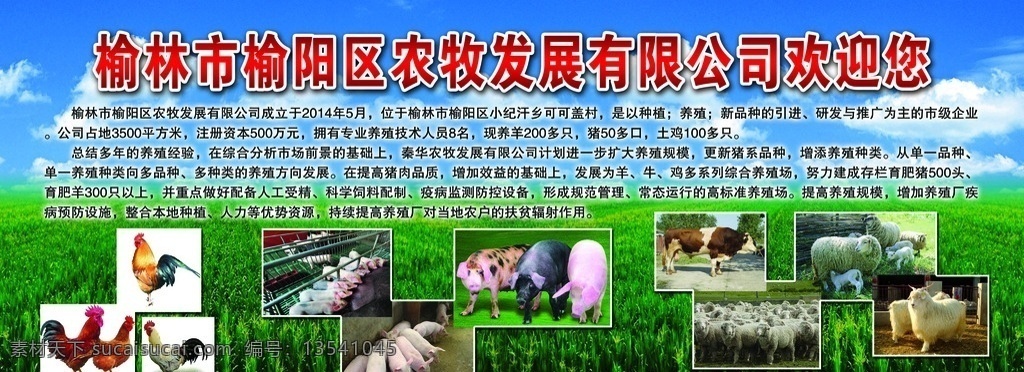 养殖展板 养殖 牛 羊 猪 鸡 蓝天白云 展板 展板模板