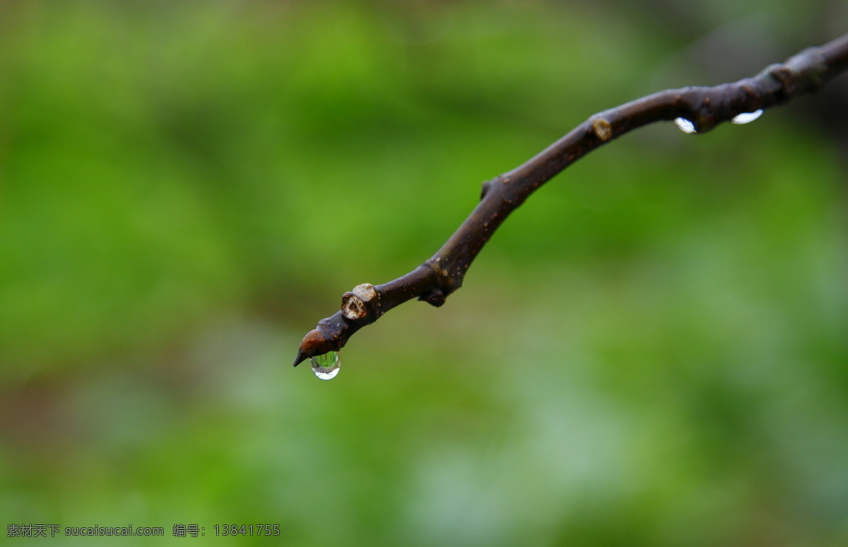 雨 后 树 芽 水滴 雨滴 自然风景 自然景观 雨后树芽 psd源文件