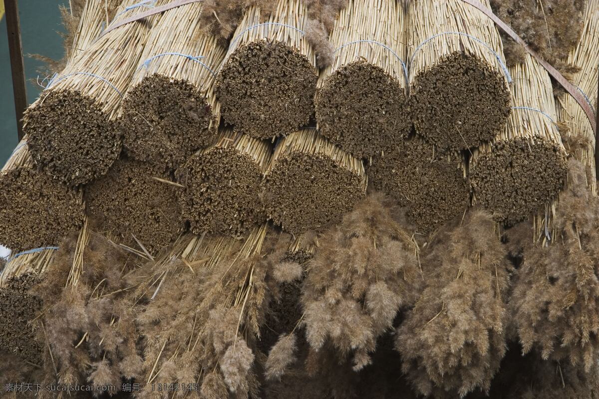 捆扎 好 芦苇 现代科技 捆扎好的芦苇 芦花 草梗 成捆 农业生产 矢量图 日常生活